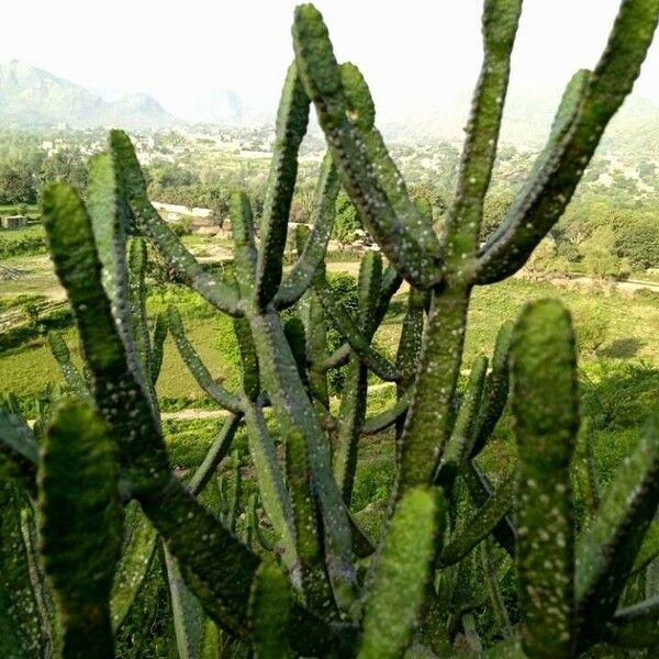 Euphorbia neriifolia Žievė