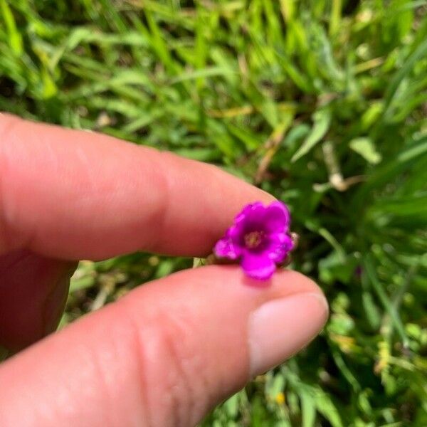 Calandrinia ciliata പുഷ്പം