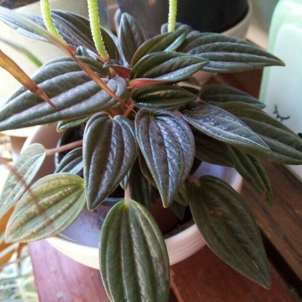 Peperomia caperata Foglia