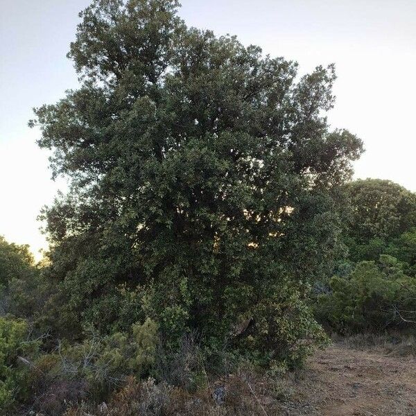 Quercus ilex Habitus