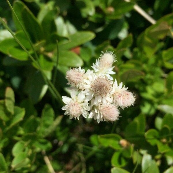 Oenanthe fistulosa 花