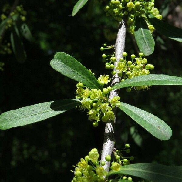 Schinus polygama Floro