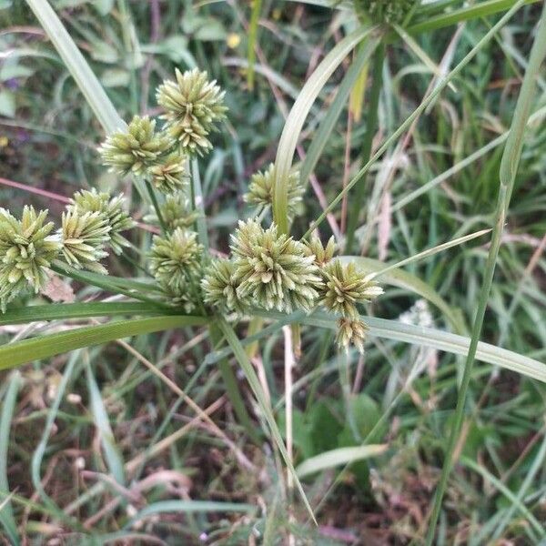 Cyperus difformis Folha