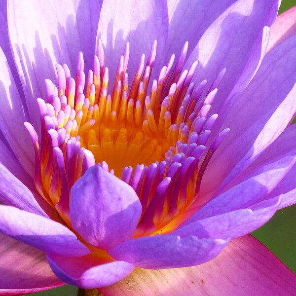 Nymphaea nouchali Blomma