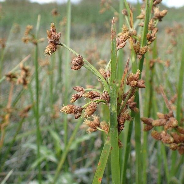 Schoenoplectus triqueter Fruct