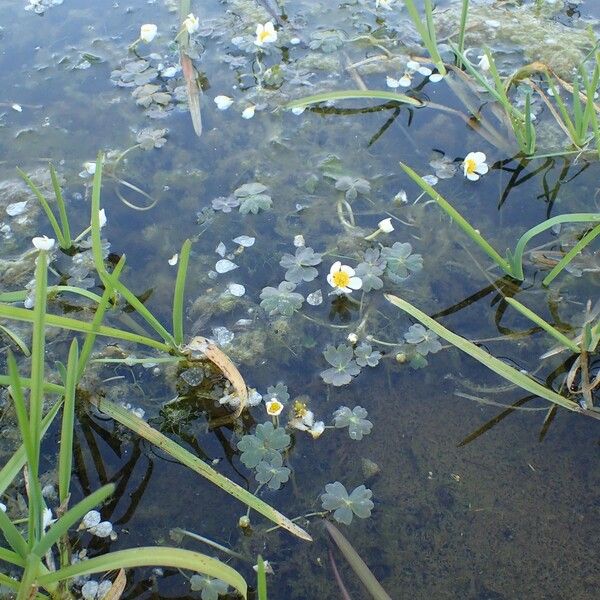 Ranunculus peltatus Habit