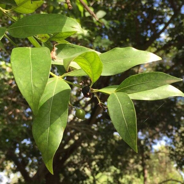 Kraussia floribunda Leaf