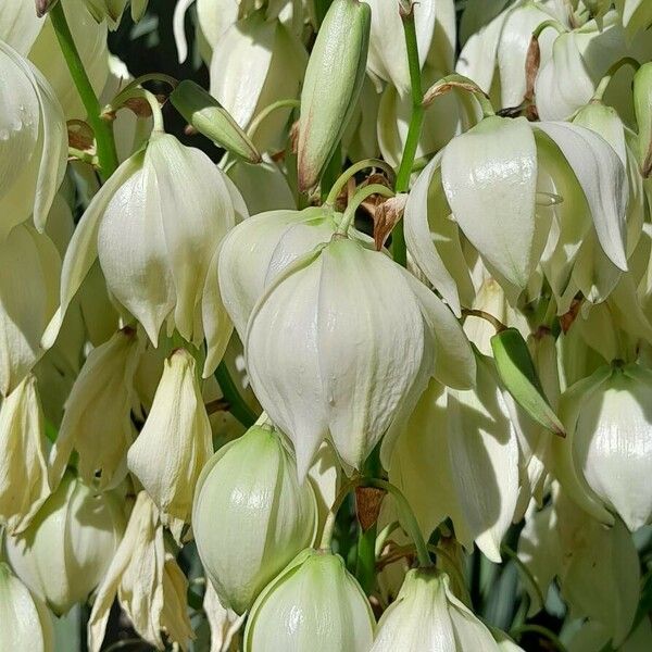 Yucca gloriosa Virág