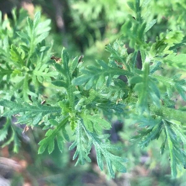 Achillea ligustica 叶