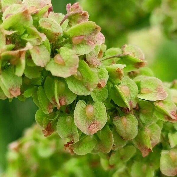 Rumex longifolius Meyve