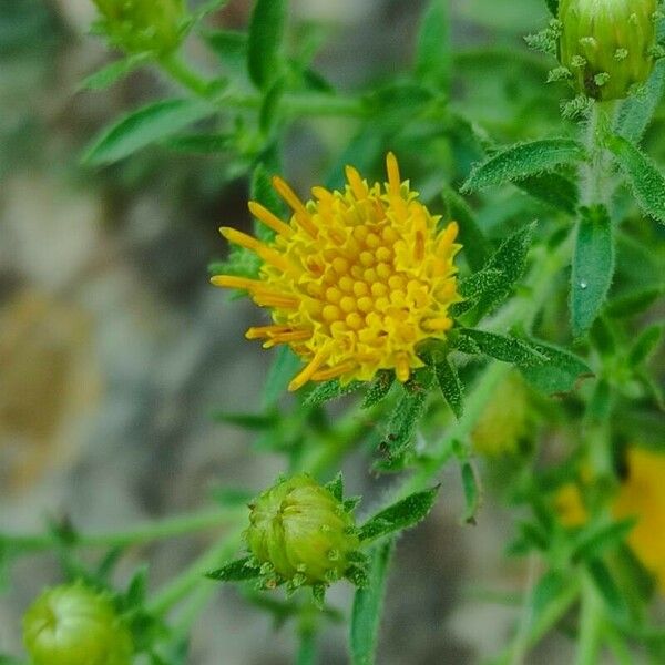 Chiliadenus glutinosus Flower