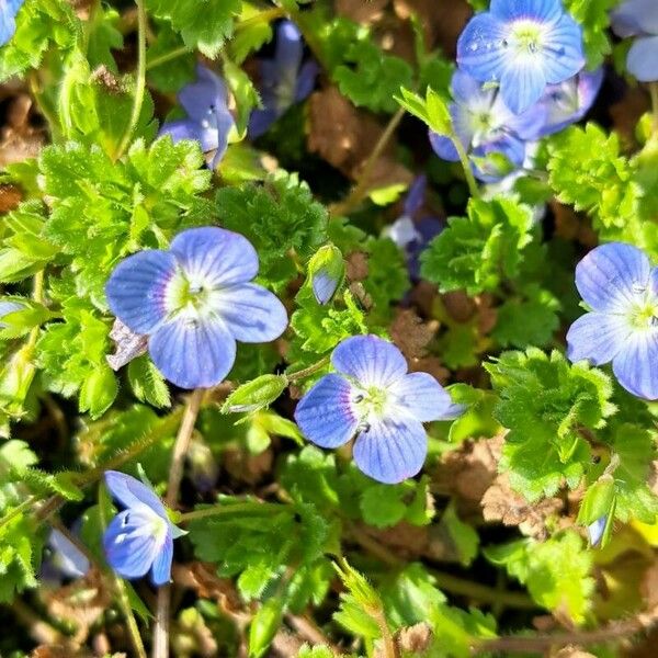 Veronica polita Floare