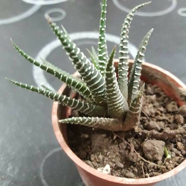 Haworthia fasciata 葉