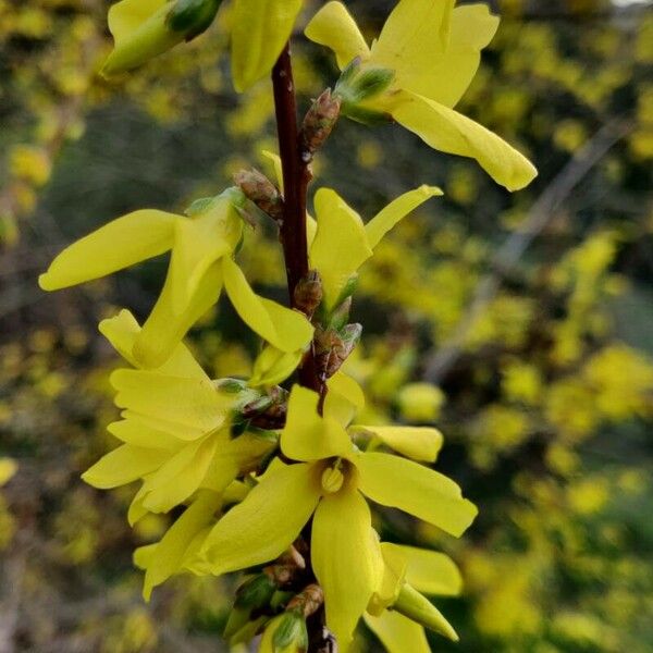 Forsythia viridissima Blüte