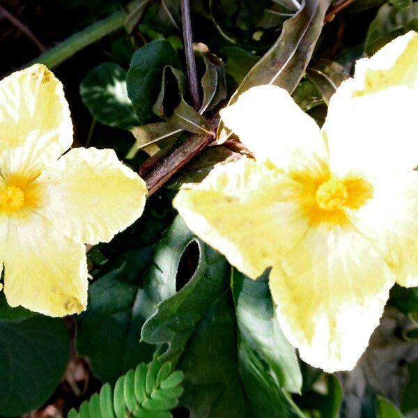 Momordica charantia Flower