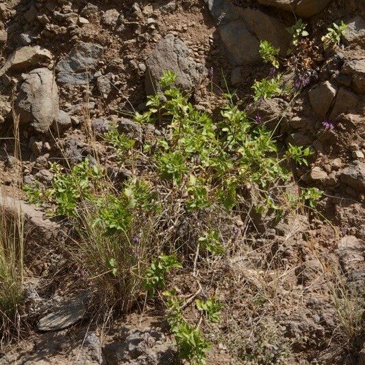 Lavandula rotundifolia Hàbitat