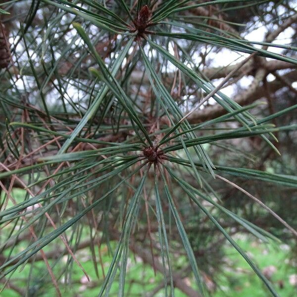 Pinus densiflora Fuelha