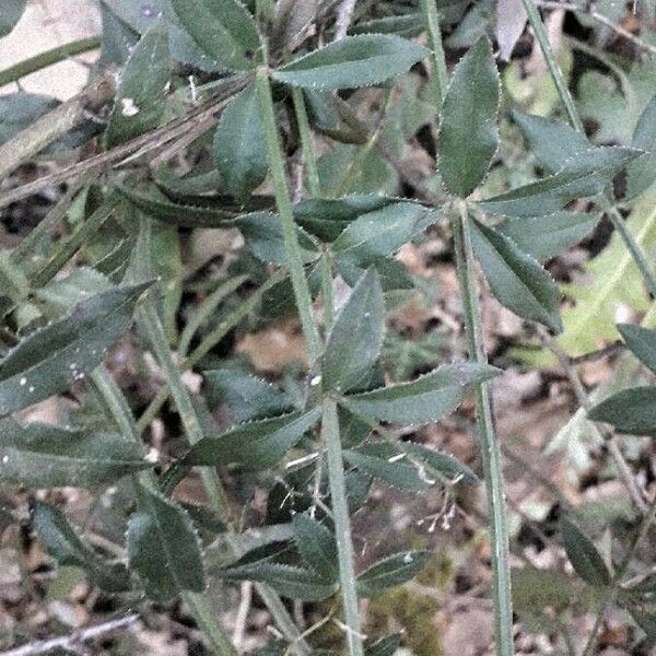 Rubia peregrina Fuelha