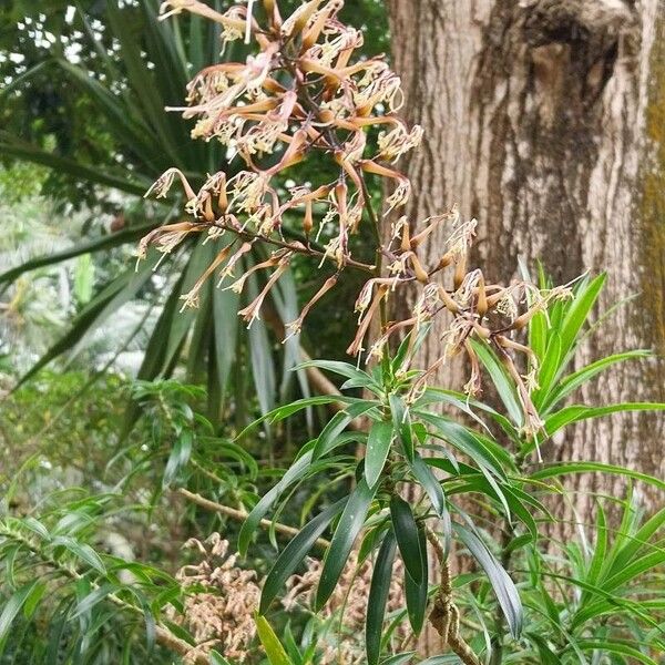 Dracaena mannii Flower