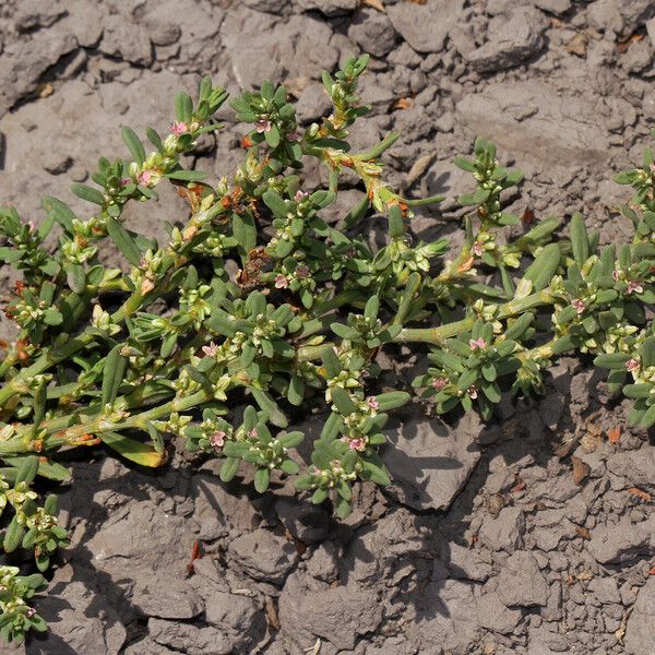 Polygonum plebeium Natur