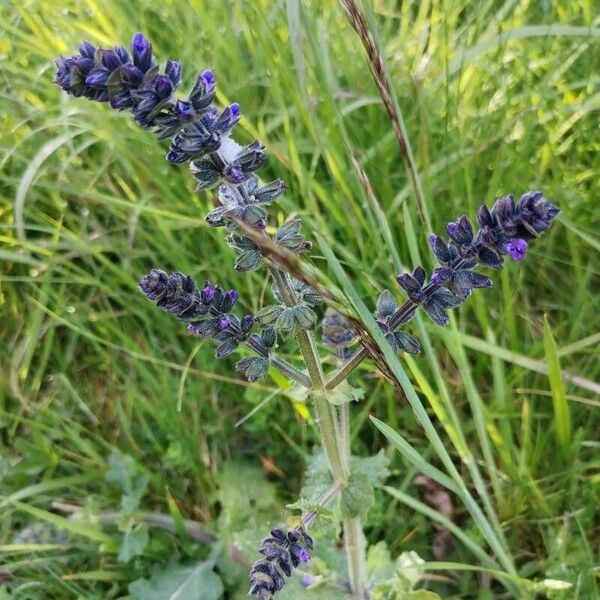 Salvia × sylvestris Blomst