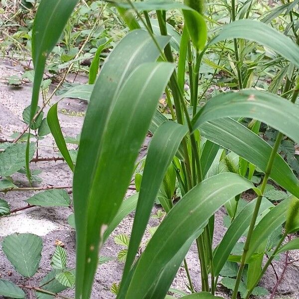 Setaria italica Blad