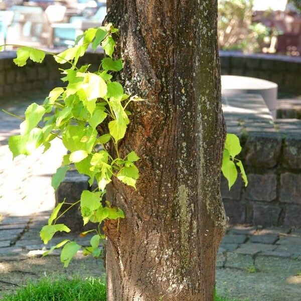 Tilia platyphyllos 樹皮