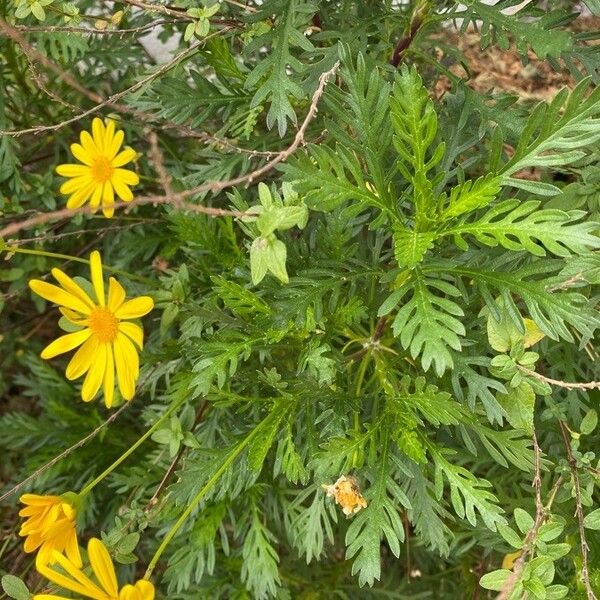 Euryops pectinatus Frunză