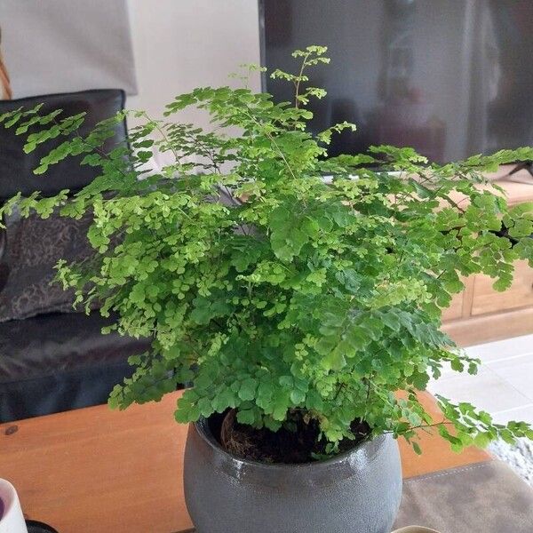 Adiantum raddianum Hostoa