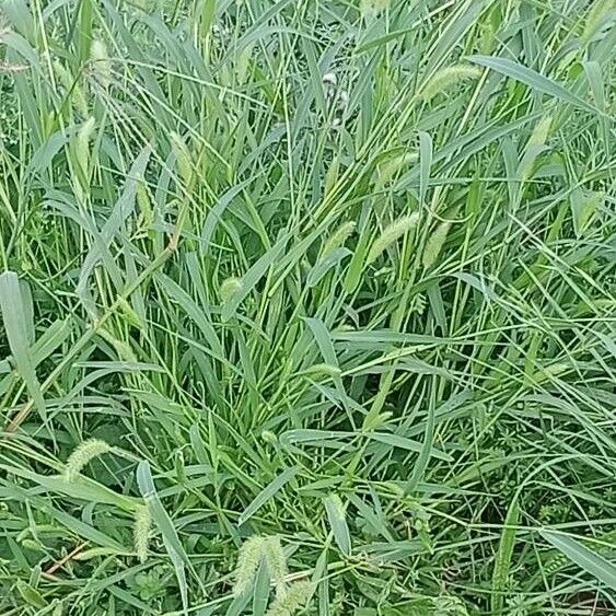 Setaria italica Habitat