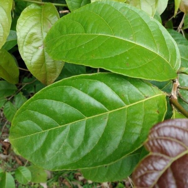 Combretum paniculatum Leht