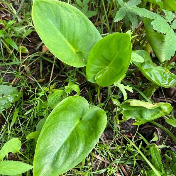 Calla palustris List