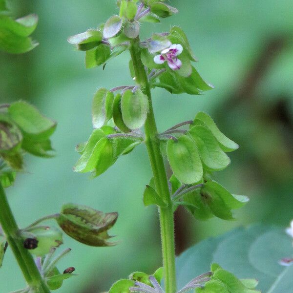 Ocimum campechianum Flower