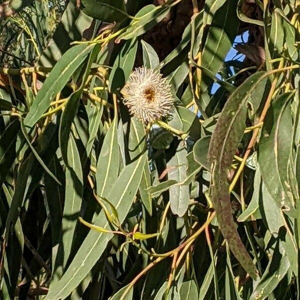 Eucalyptus globulus Цвят
