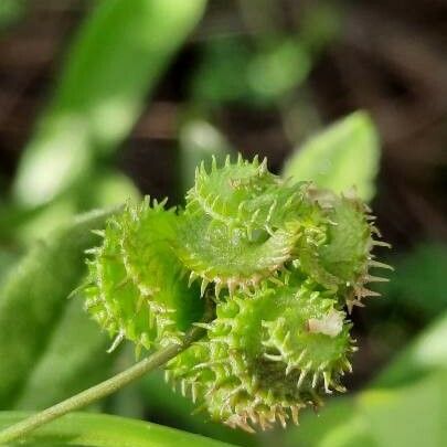 Medicago polymorpha Fruit