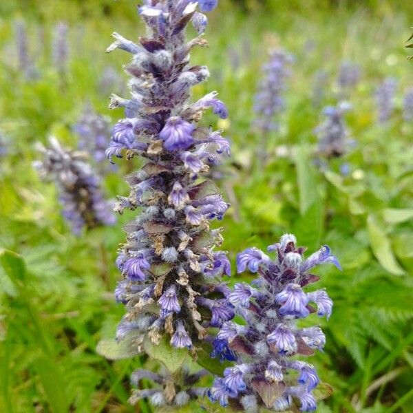 Ajuga reptans Kukka