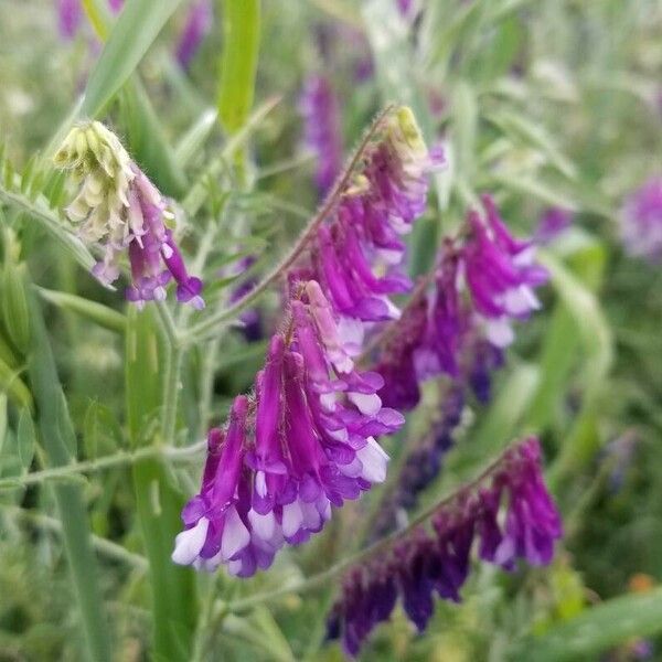 Vicia villosa Kwiat