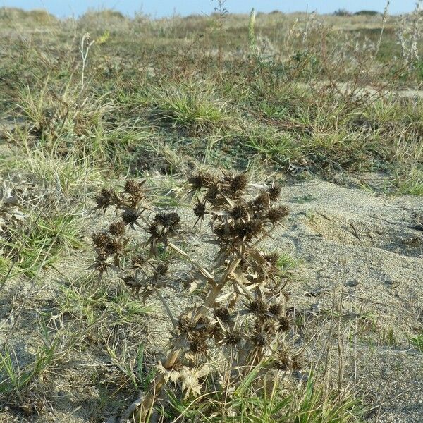 Eryngium maritimum Hàbitat