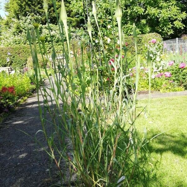 Tragopogon dubius 整株植物