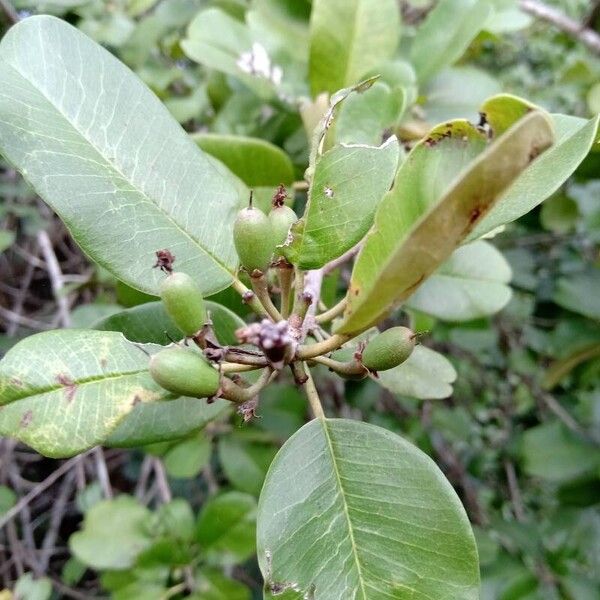 Manilkara hexandra 果實