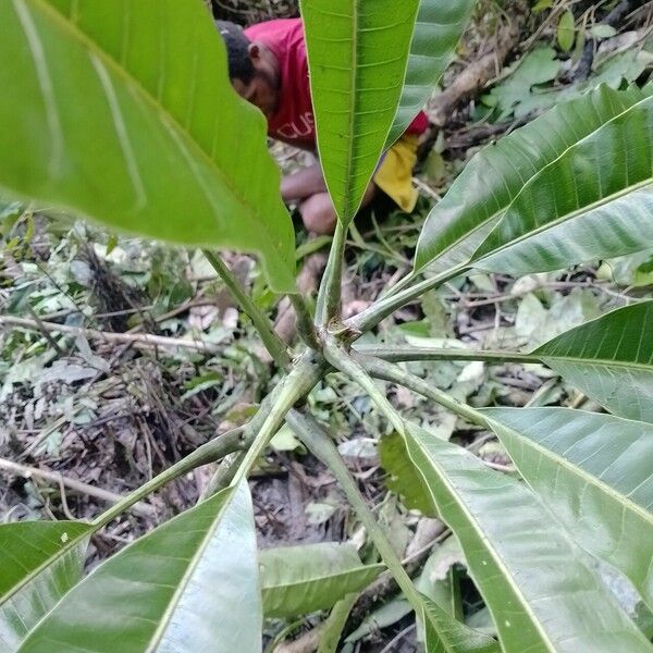 Campnosperma auriculatum Leaf