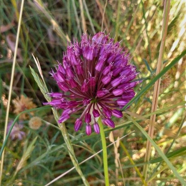 Allium sphaerocephalon 花