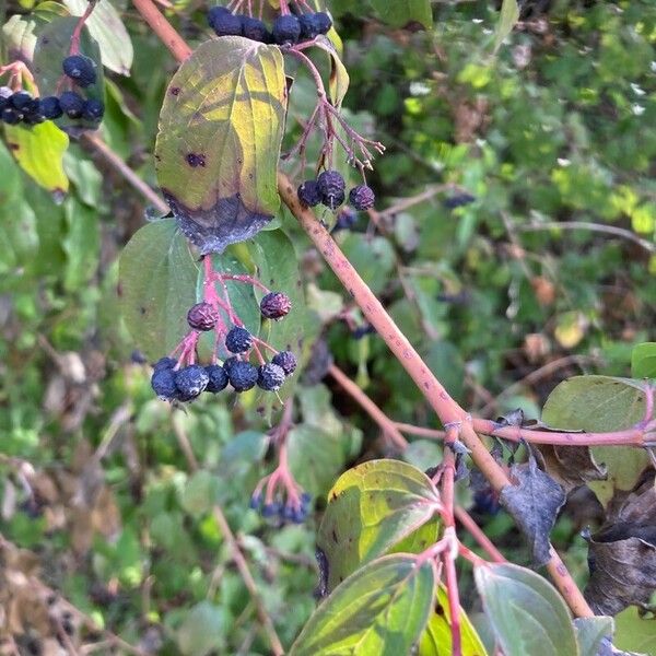 Cornus amomum Fruto