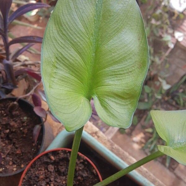 Calla palustris Ліст