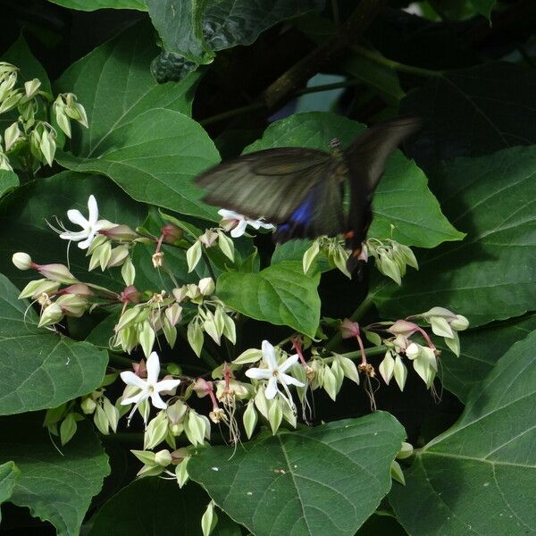 Clerodendrum chinense Folha