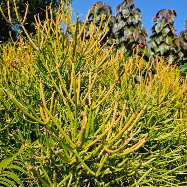 Euphorbia tirucalli Листок