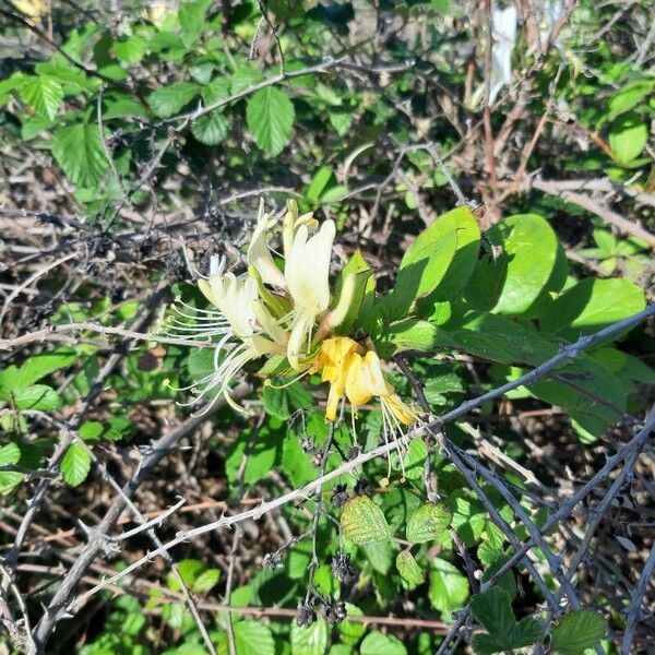 Lonicera japonica Flower