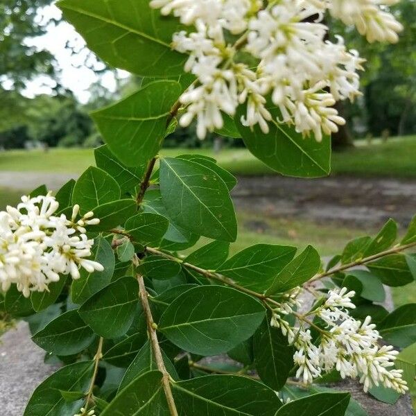 Ligustrum vulgare 花