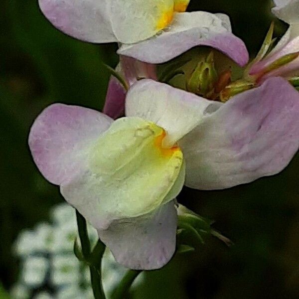 Linaria maroccana Blomma