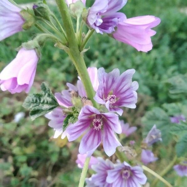 Malva sylvestris Flower